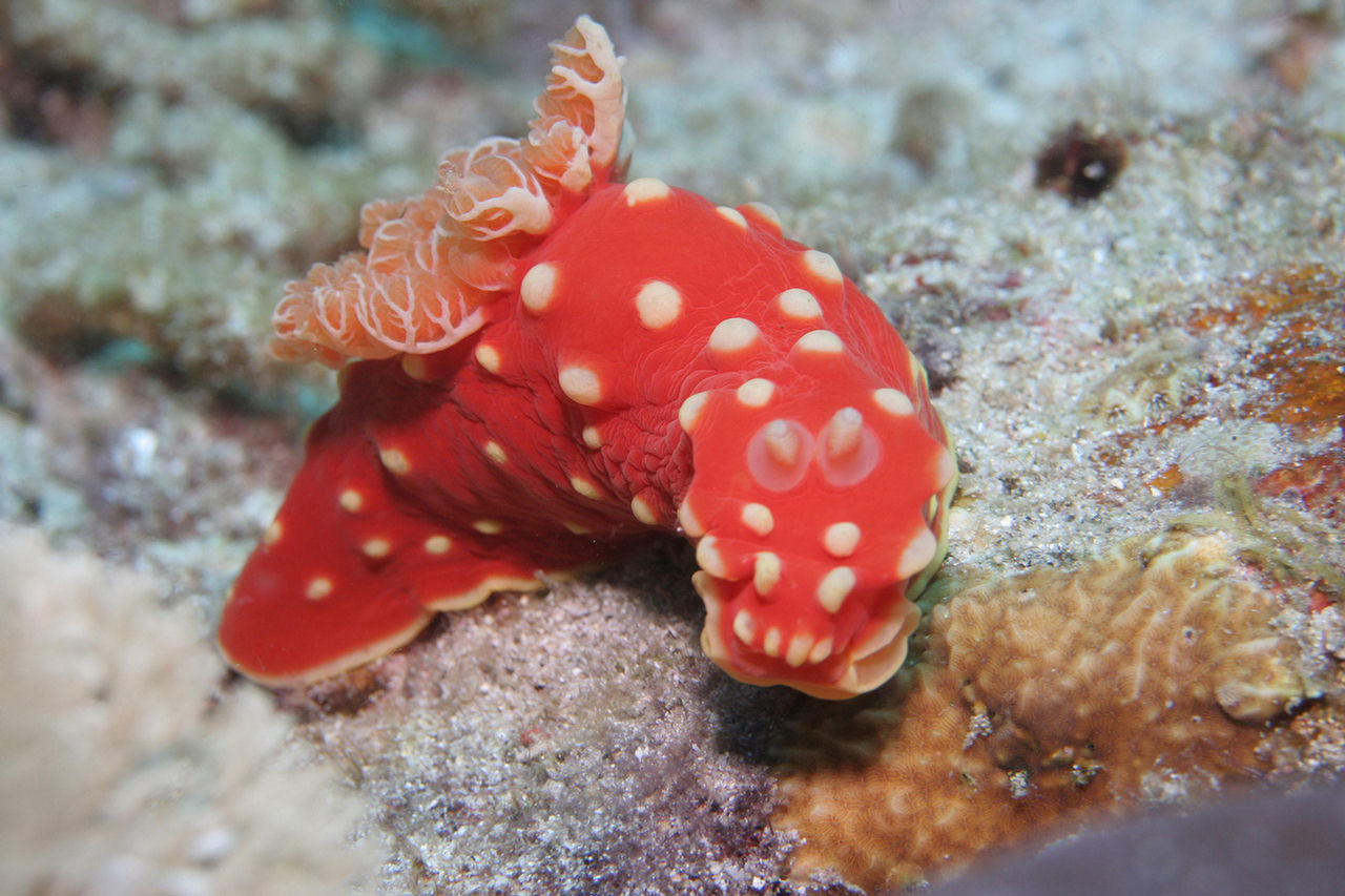 Gymnodoris aurita